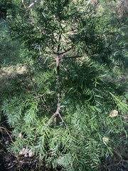 Afrocarpus falcatus