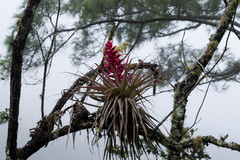 Tillandsia borealis