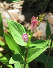 Spigelia gentianoides