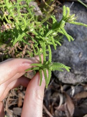 Chloanthes stoechadis