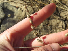 Silene gallica