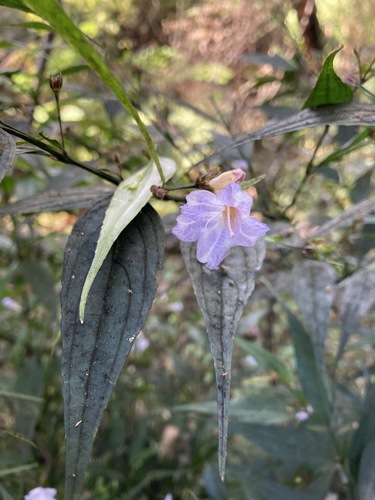 Strobilanthes anisophylla, photograph 1