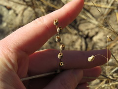Silene gallica