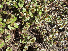Glechoma hederacea