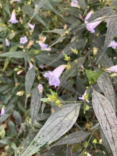 Strobilanthes anisophylla, photograph 2