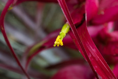 Tillandsia borealis