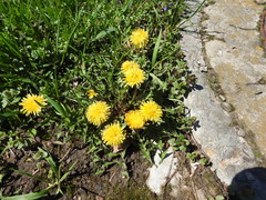 Taraxacum officinale