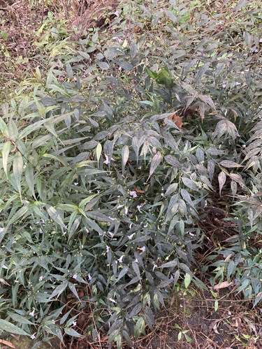 Strobilanthes anisophylla, photograph 3
