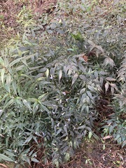 Strobilanthes anisophyllus