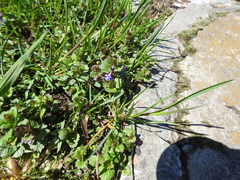 Glechoma hederacea