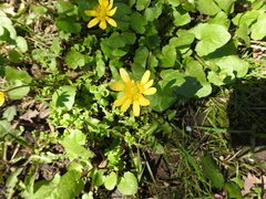 Ficaria verna