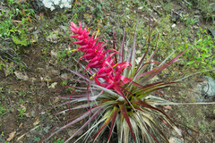 Tillandsia borealis