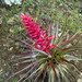 Tillandsia borealis - Photo (c) Heriberto Ávila-González, some rights reserved (CC BY-NC), uploaded by Heriberto Ávila-González