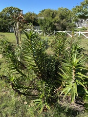 Aloiampelos striatula