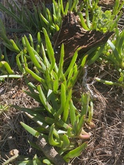 Carpobrotus edulis edulis