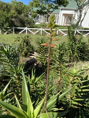 Aloiampelos striatula