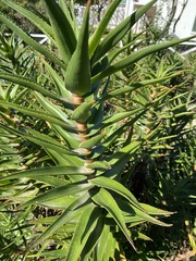 Aloiampelos striatula