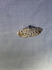 Pycnarmon