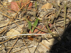 Osteospermum monstrosum