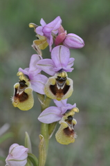 Ophrys tenthredinifera neglecta