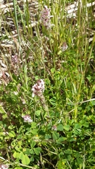Silene gallica