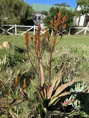 Aloe cryptopoda