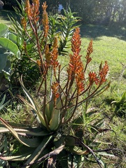 Aloe cryptopoda