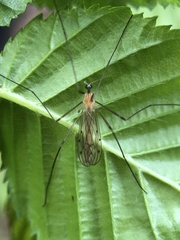 Limonia phragmitidis