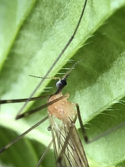 Limonia phragmitidis