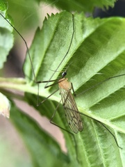 Limonia phragmitidis