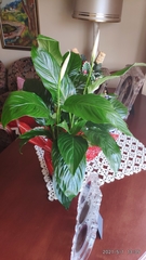 Spathiphyllum wallisii