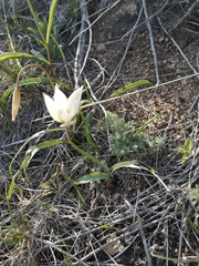 Tulipa patens