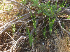 Chasmanthe aethiopica