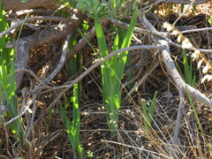 Chasmanthe aethiopica