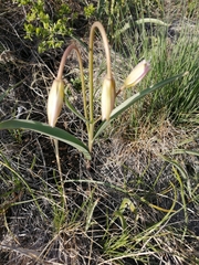 Tulipa patens