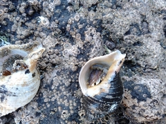 Pagurus novizealandiae