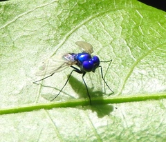 Condylostylus mundus