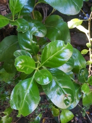 Coprosma repens