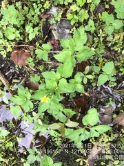 Ranunculus cantoniensis