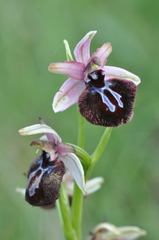 Ophrys sphegodes sipontensis