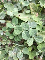 Trifolium repens