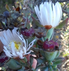 Lampranthus productus