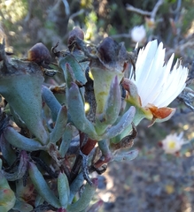 Lampranthus productus