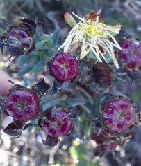 Lampranthus productus