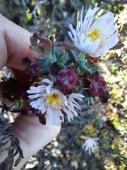 Lampranthus productus