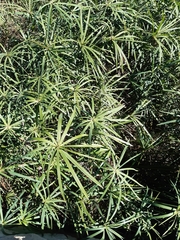 Cyperus textilis