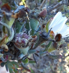 Lampranthus productus
