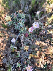 Lampranthus productus