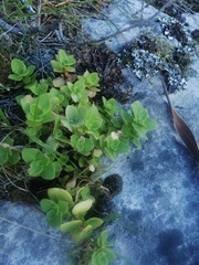 Crassula pellucida