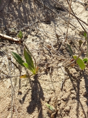 Osteospermum monstrosum